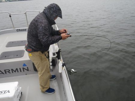 Chase（チェイス） 釣果