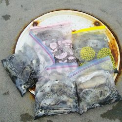 マリンガイド福丸 釣果