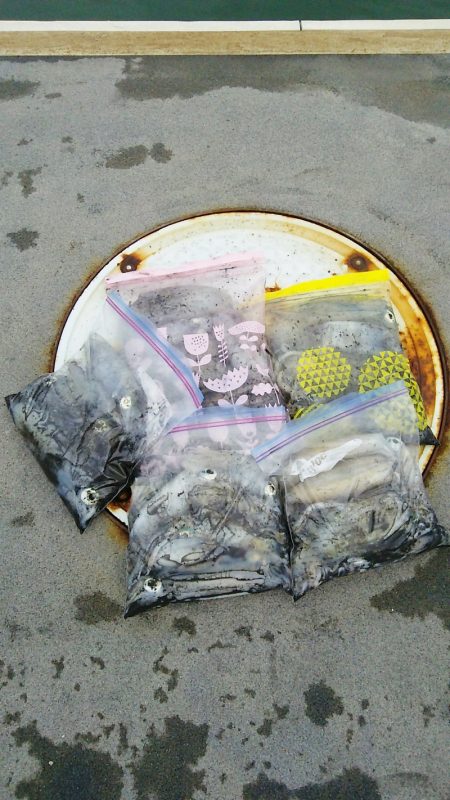 マリンガイド福丸 釣果