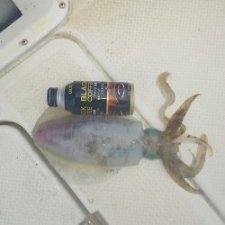 マリンガイド福丸 釣果