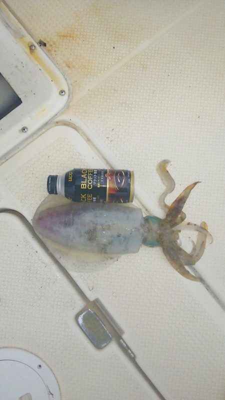 マリンガイド福丸 釣果