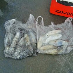 マリンガイド福丸 釣果