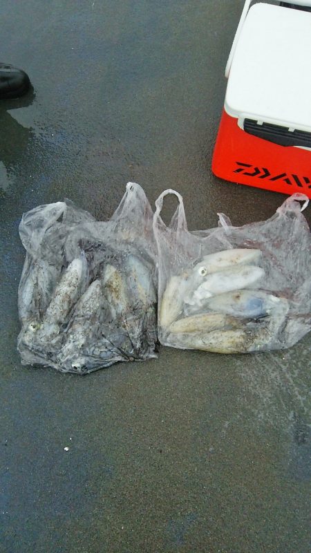 マリンガイド福丸 釣果