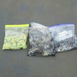 マリンガイド福丸 釣果