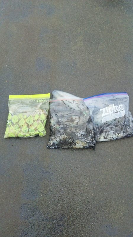 マリンガイド福丸 釣果