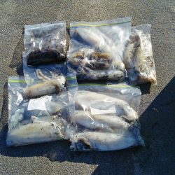 マリンガイド福丸 釣果