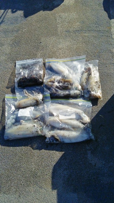 マリンガイド福丸 釣果