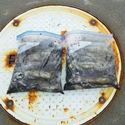 マリンガイド福丸 釣果