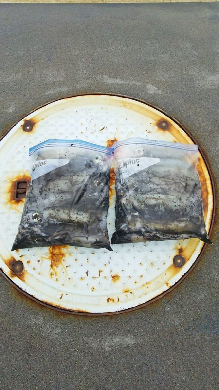 マリンガイド福丸 釣果