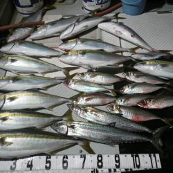 オーシャンスター(Ocean Star) 釣果