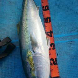 シースナイパー海龍 釣果