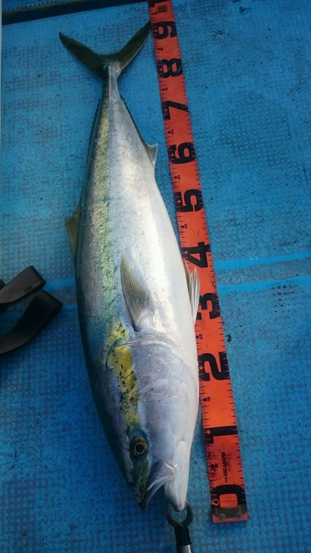 シースナイパー海龍 釣果