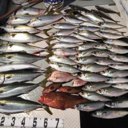 オーシャンスター(Ocean Star) 釣果