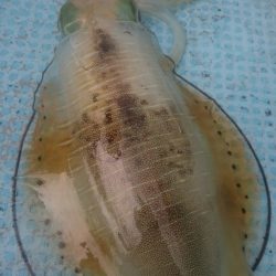 シースナイパー海龍 釣果