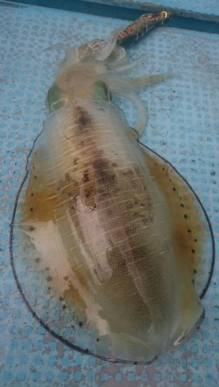 シースナイパー海龍 釣果