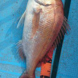 シースナイパー海龍 釣果