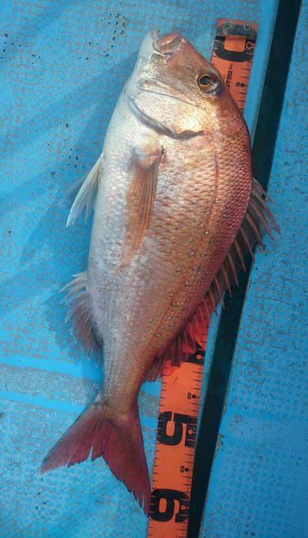 シースナイパー海龍 釣果