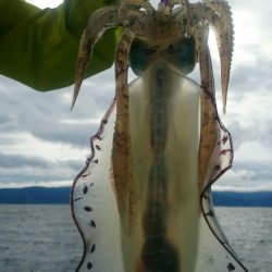 シースナイパー海龍 釣果