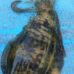 シースナイパー海龍 釣果