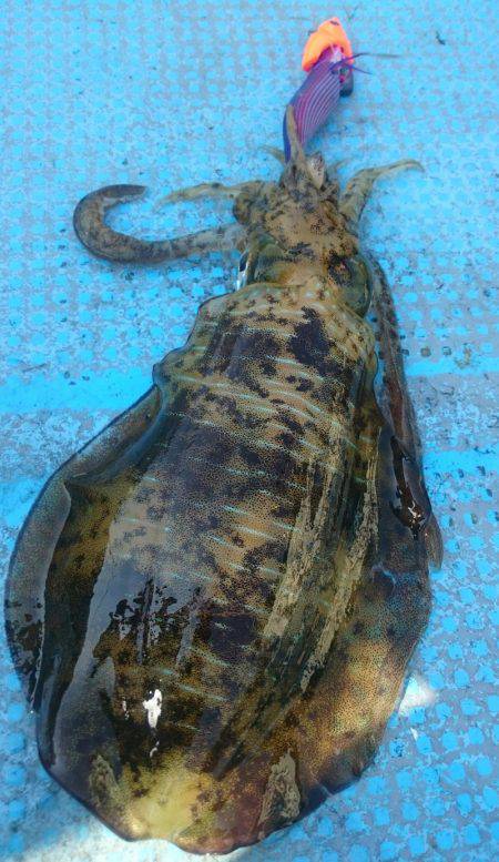 シースナイパー海龍 釣果