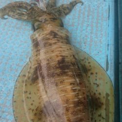 シースナイパー海龍 釣果