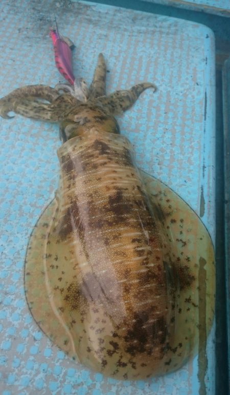 シースナイパー海龍 釣果