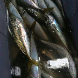 シースナイパー海龍 釣果