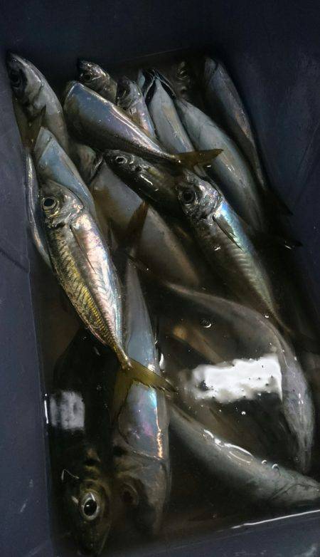 シースナイパー海龍 釣果