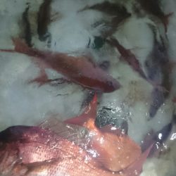 シースナイパー海龍 釣果