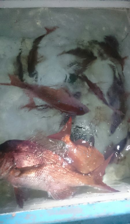 シースナイパー海龍 釣果