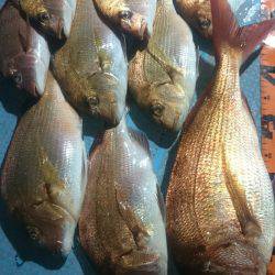 シースナイパー海龍 釣果