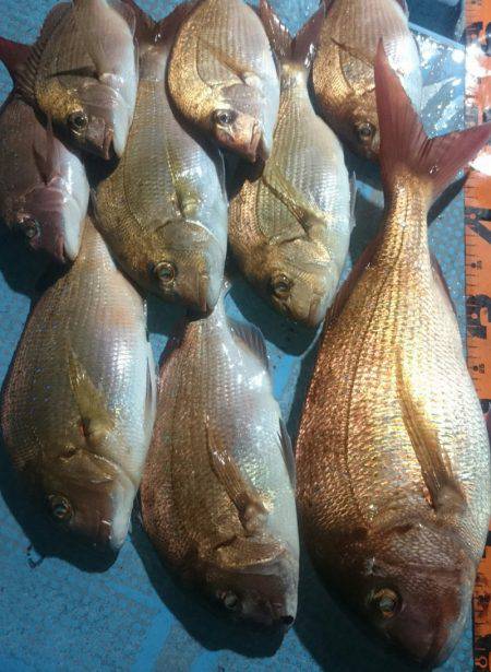 シースナイパー海龍 釣果