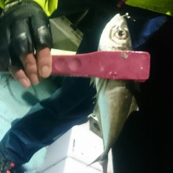 シースナイパー海龍 釣果