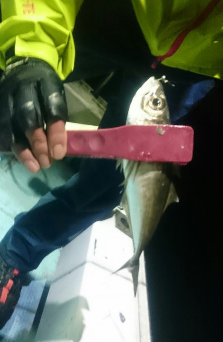 シースナイパー海龍 釣果