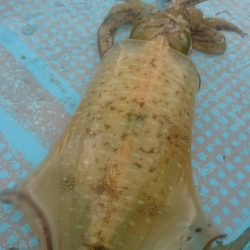 シースナイパー海龍 釣果