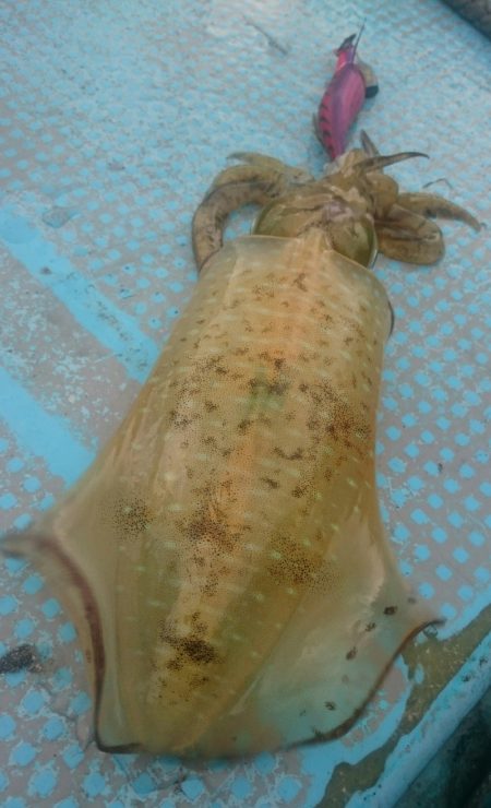 シースナイパー海龍 釣果