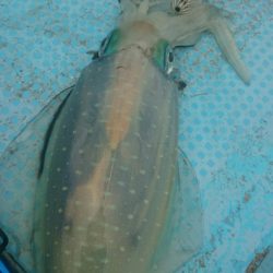 シースナイパー海龍 釣果