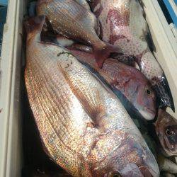 シースナイパー海龍 釣果