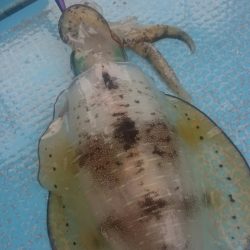 シースナイパー海龍 釣果