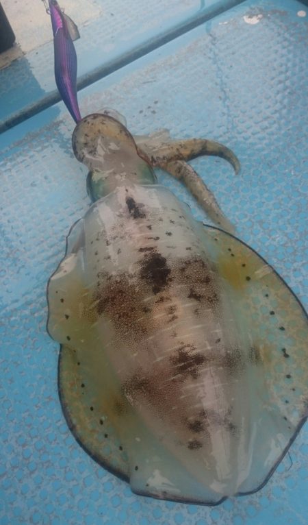 シースナイパー海龍 釣果