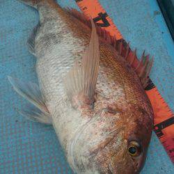 シースナイパー海龍 釣果