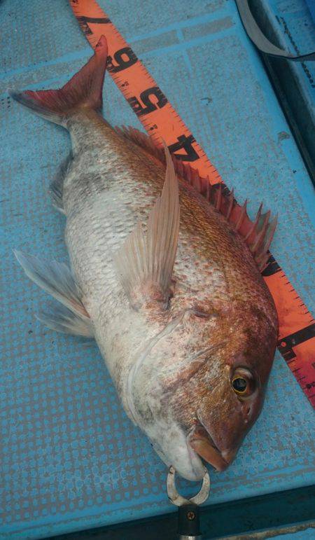 シースナイパー海龍 釣果