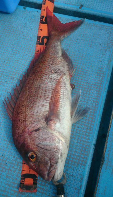 シースナイパー海龍 釣果