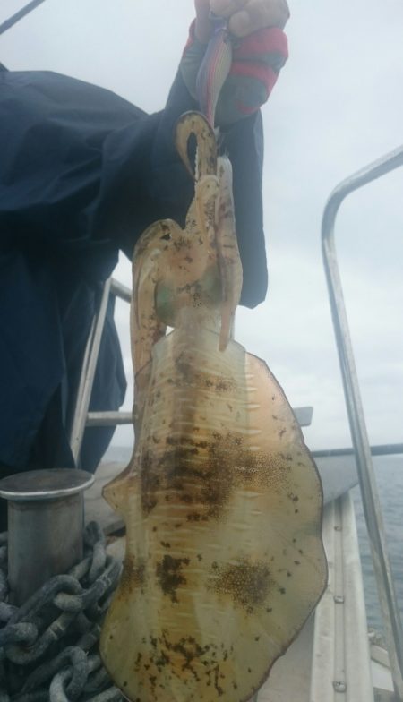 シースナイパー海龍 釣果