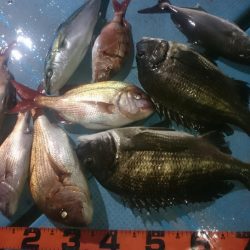 シースナイパー海龍 釣果