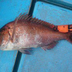 シースナイパー海龍 釣果