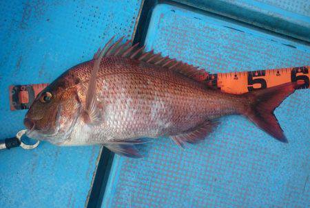 シースナイパー海龍 釣果