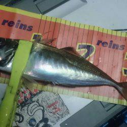 シースナイパー海龍 釣果