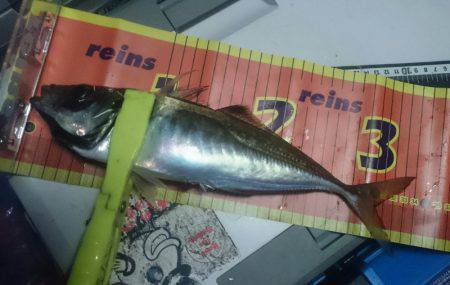 シースナイパー海龍 釣果