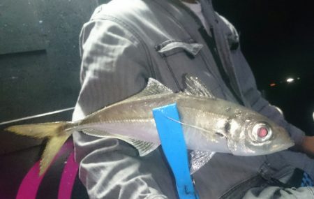 シースナイパー海龍 釣果